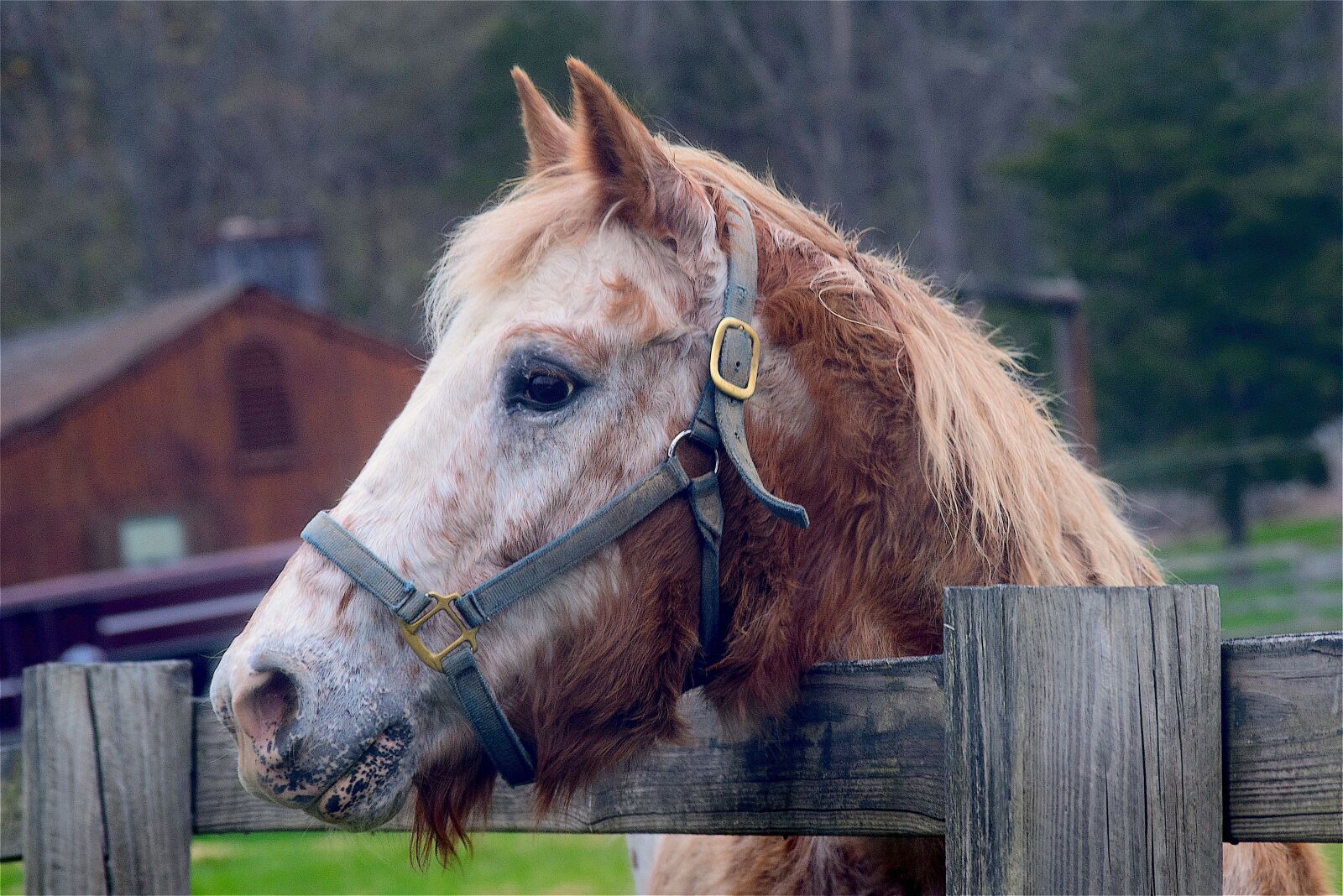 Nikon D3300 sample photo. Horse, head, portrait photography