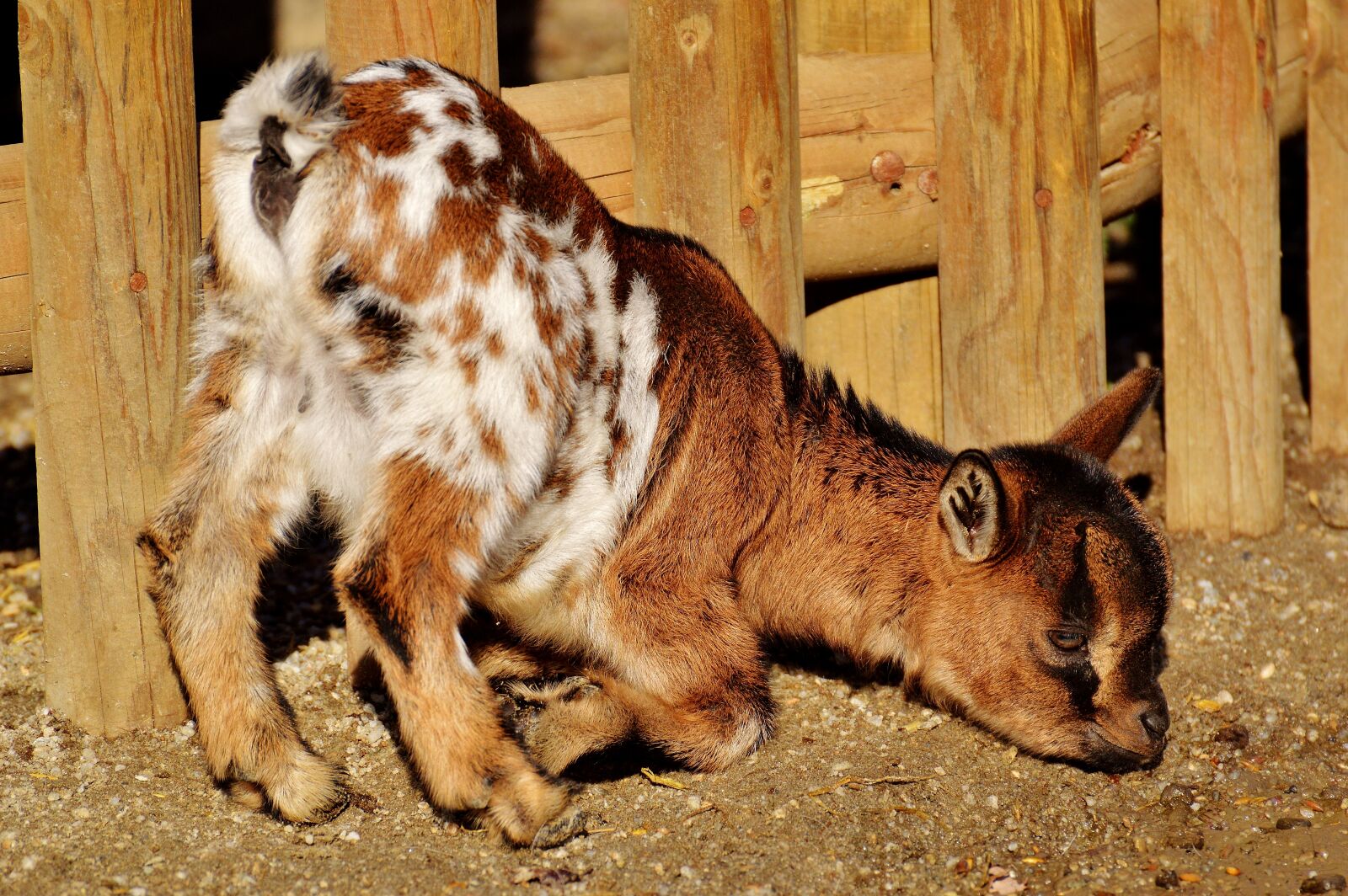 Nikon D3200 sample photo. Goats, young animals, playful photography