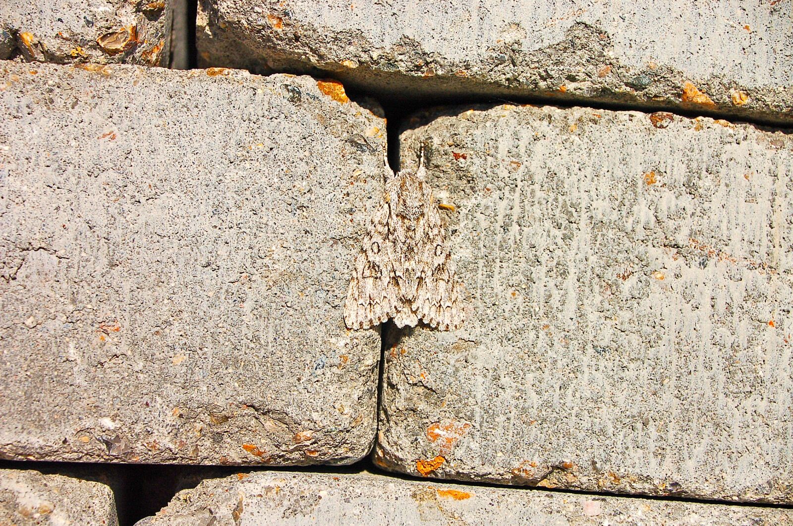 Nikon D50 sample photo. Wall, camouflage, summer photography