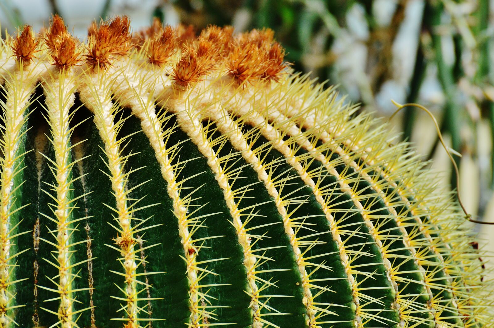 Nikon D3200 sample photo. Cactus, plant, nature photography