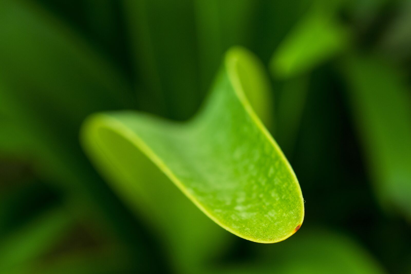 Nikon D5300 sample photo. Nature, leaf close up photography