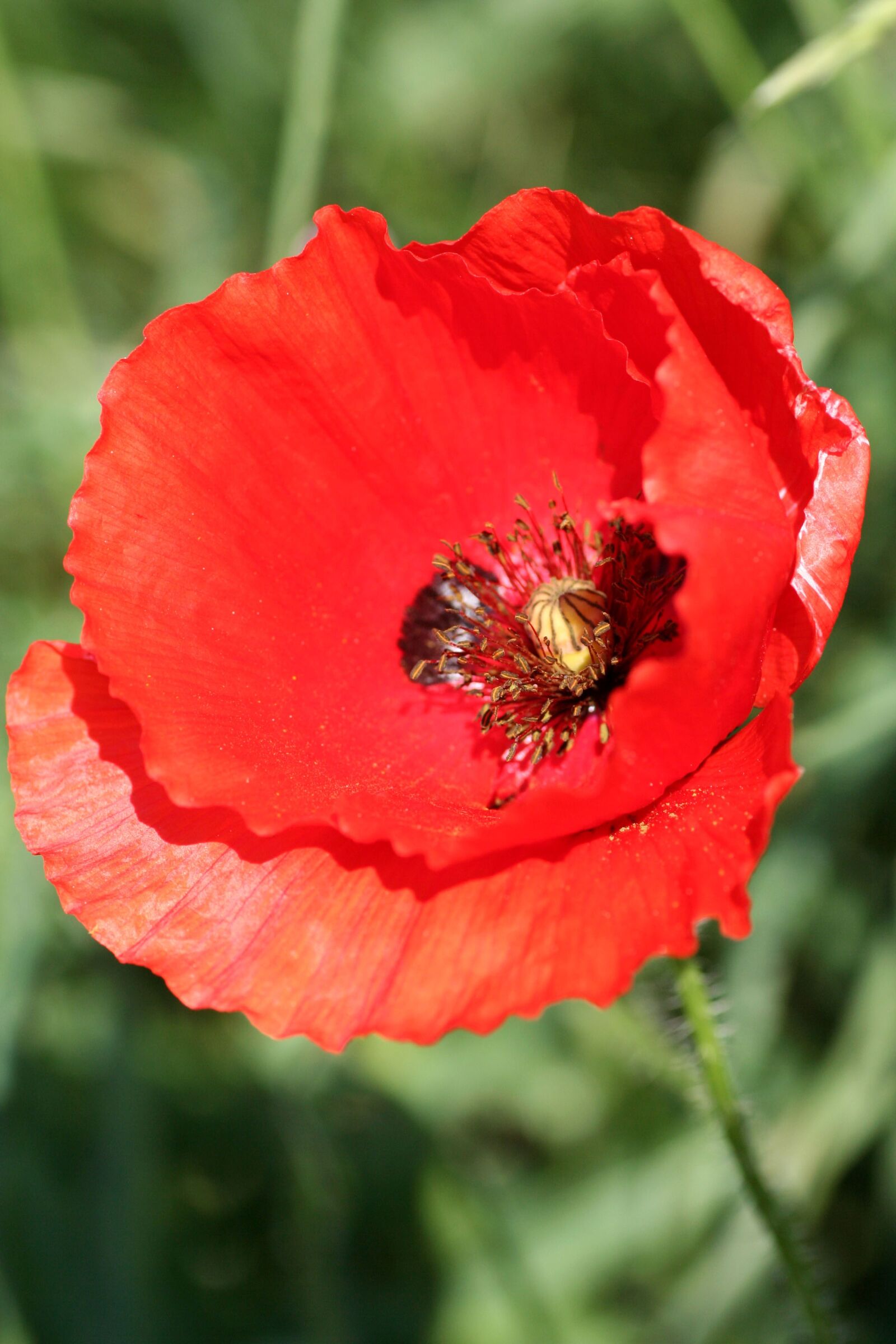 Canon EOS 350D (EOS Digital Rebel XT / EOS Kiss Digital N) sample photo. Poppy, flower, flora photography