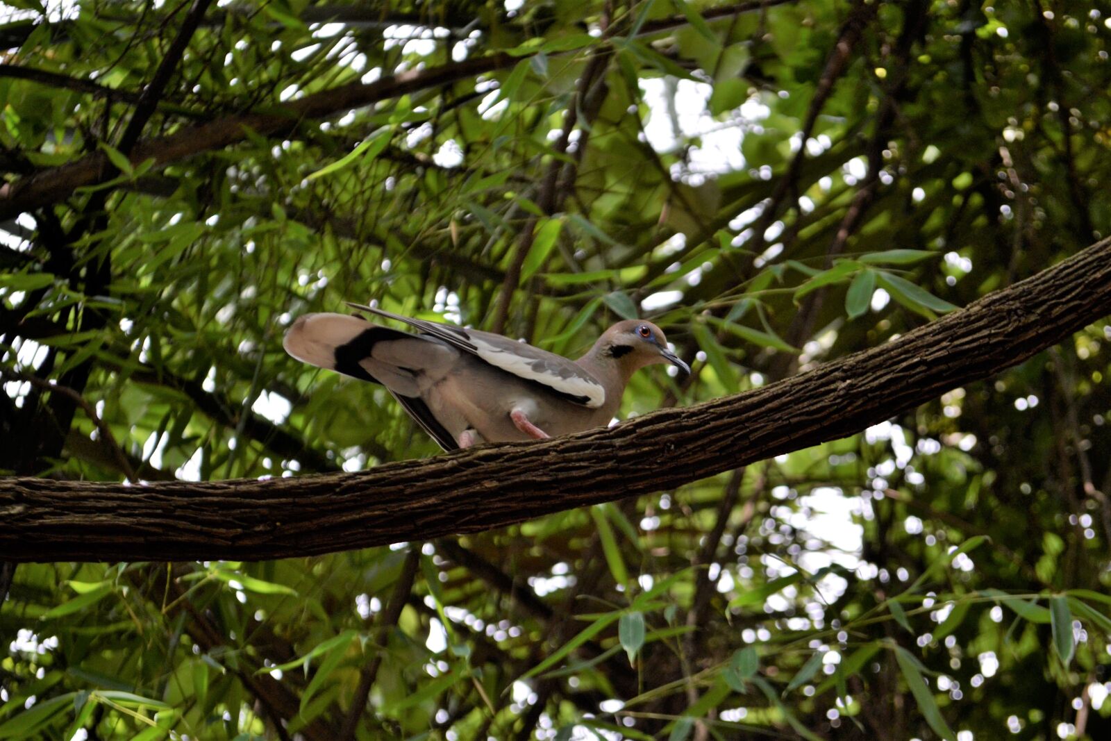 Nikon D3100 sample photo. Pigeon, bird, watching photography