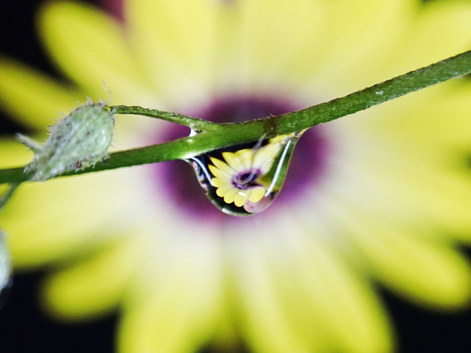 Olympus TG-5 sample photo. Flower, raindrop, yellow daisy photography