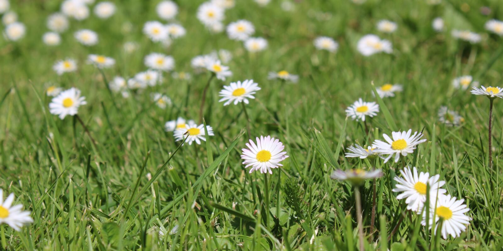 Canon EOS 2000D (EOS Rebel T7 / EOS Kiss X90 / EOS 1500D) sample photo. The beginning of spring photography