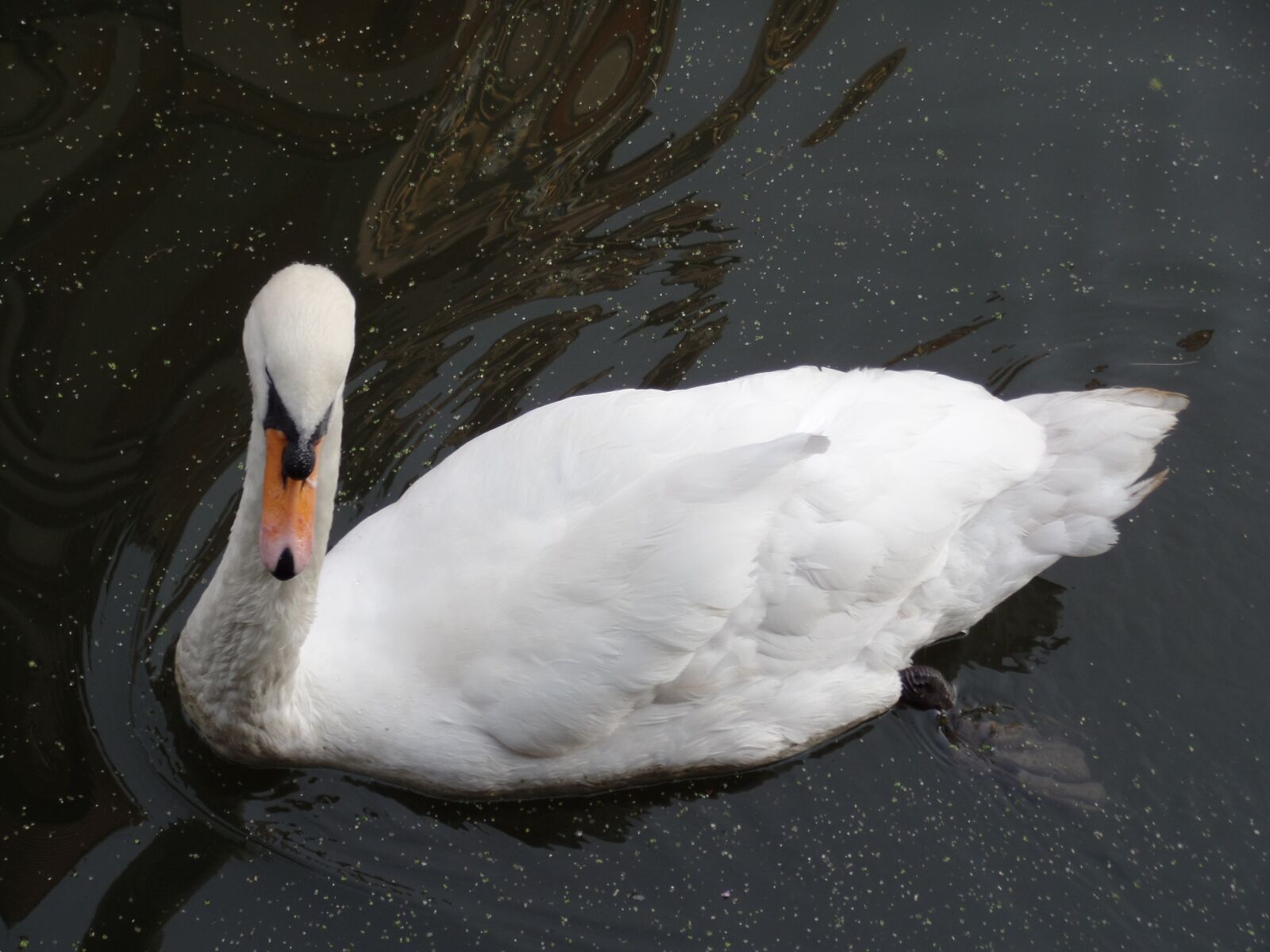 Samsung WB350F/WB351F/WB352F sample photo. Swan, water bird, animal photography