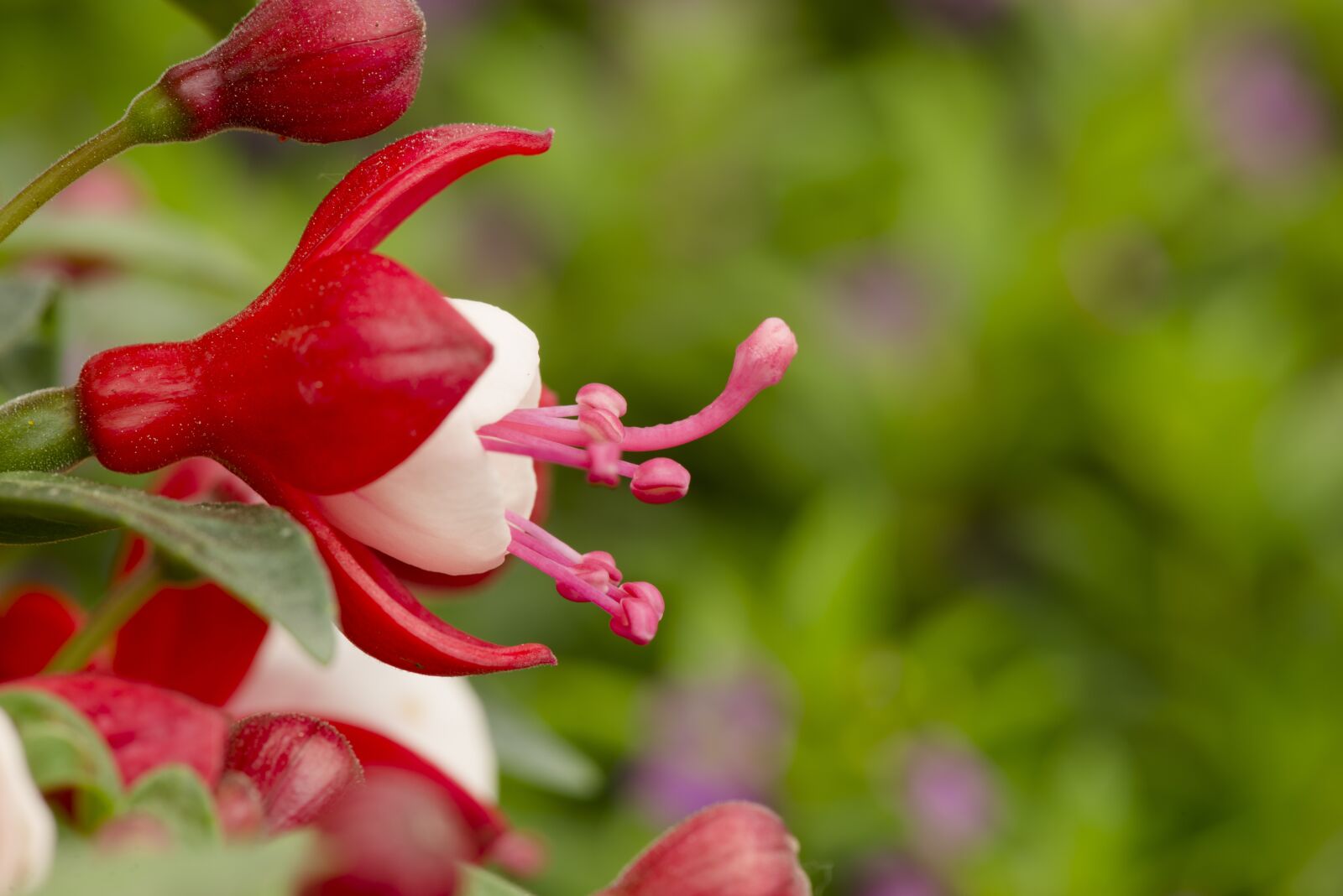 Nikon D800 sample photo. Close up, blossom, bloom photography