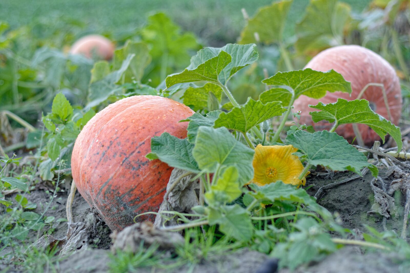 Nikon D5200 sample photo. Pumpkins, pumpkin, round photography