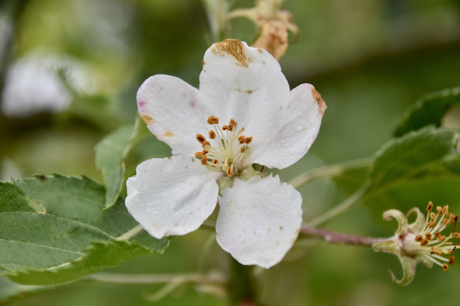 Nikon D5600 sample photo. Flower, apple blossom, white photography