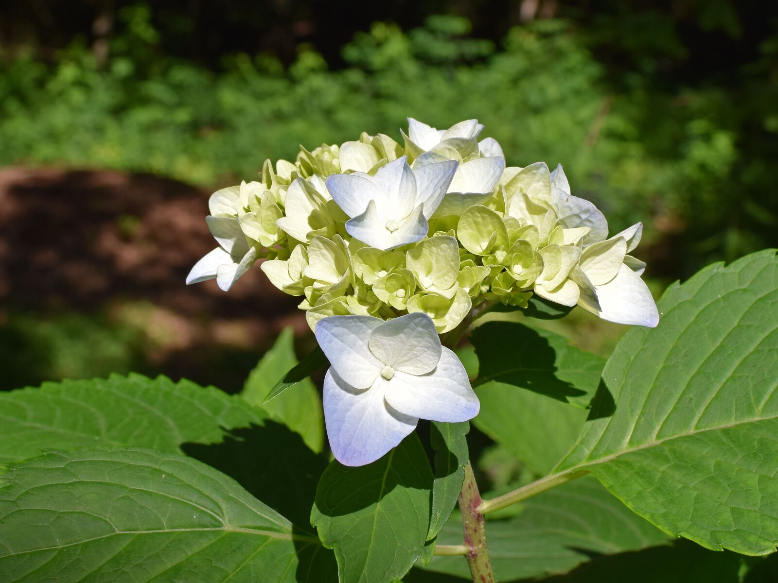 Nikon D3300 sample photo. Blue and yellow hydrangea photography