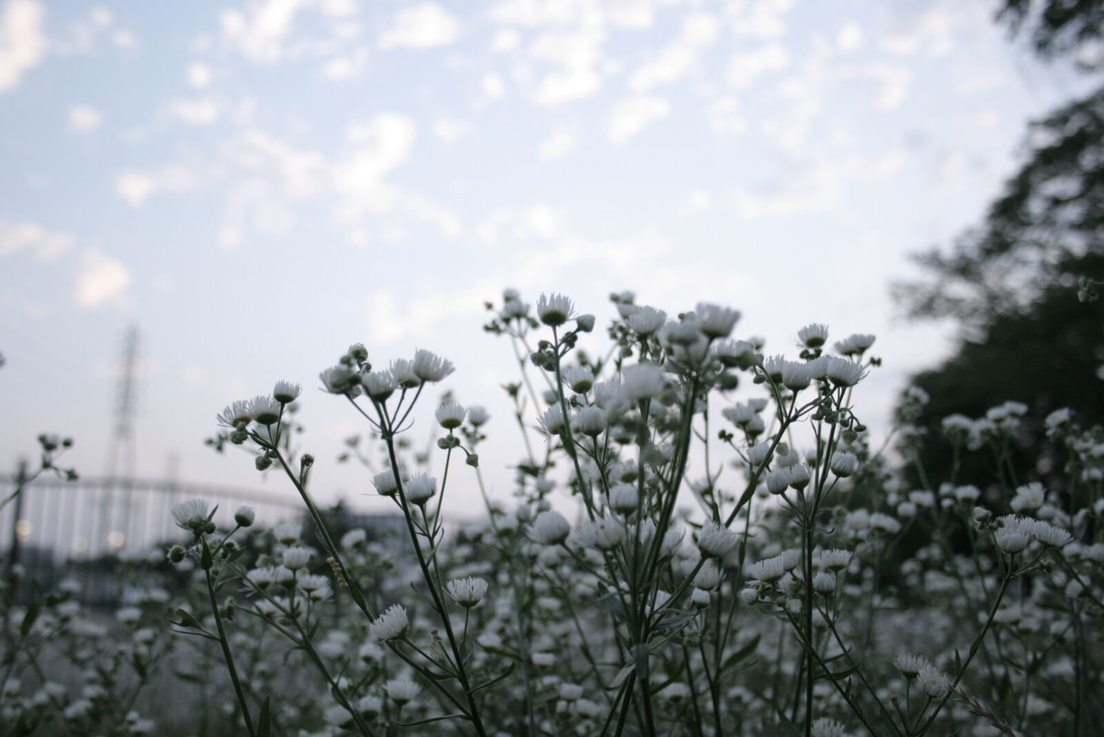Canon EOS 400D (EOS Digital Rebel XTi / EOS Kiss Digital X) sample photo. Flowers, nature, sky, sunset photography