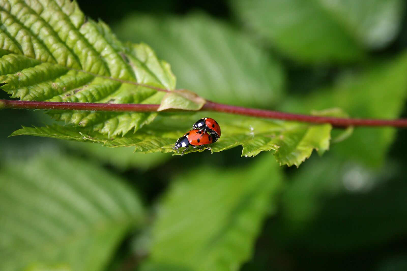 Canon EOS 400D (EOS Digital Rebel XTi / EOS Kiss Digital X) sample photo. Ladybugs, green, sheet photography