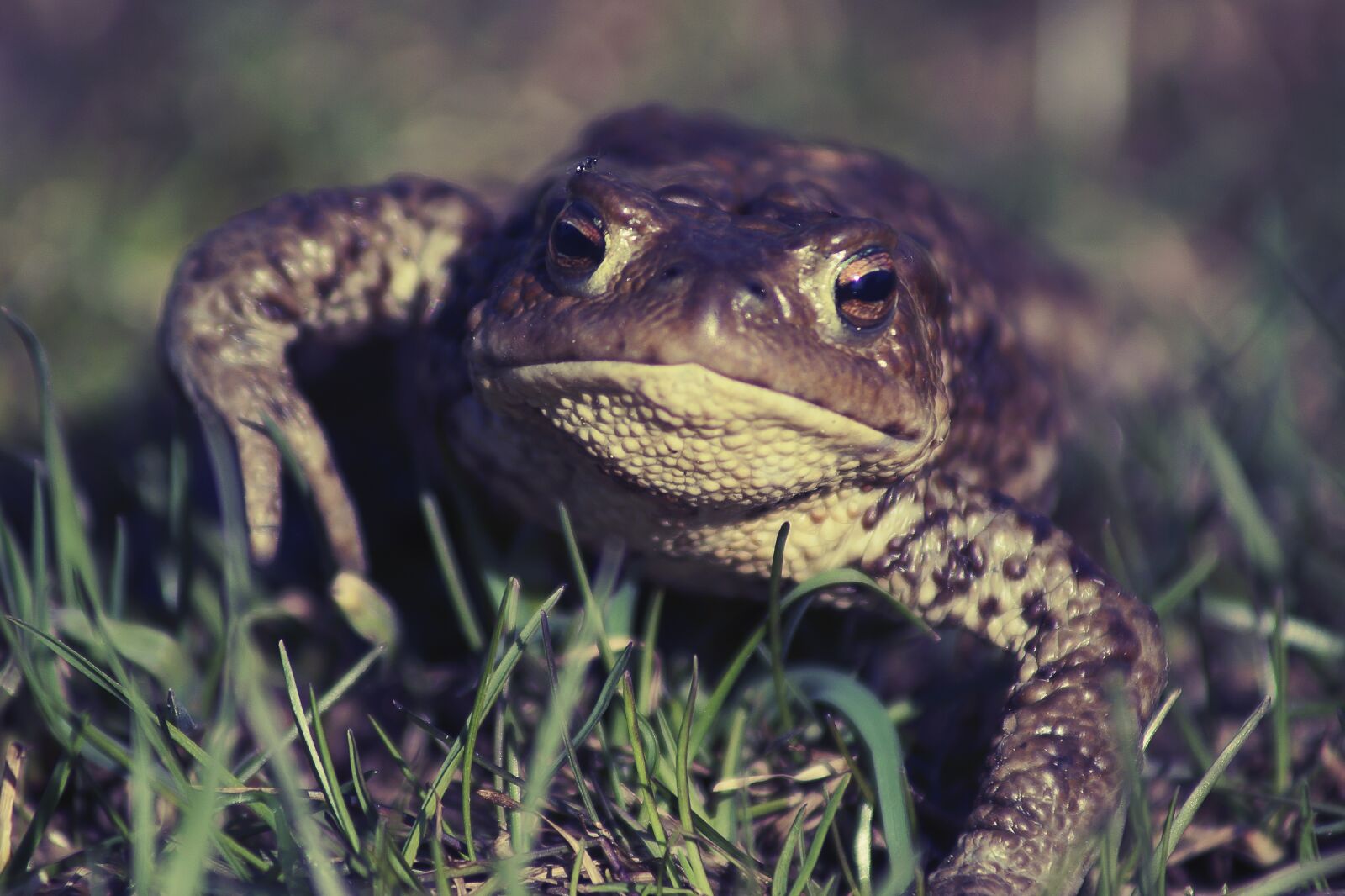 Sony SLT-A77 sample photo. Frog, grass, green photography