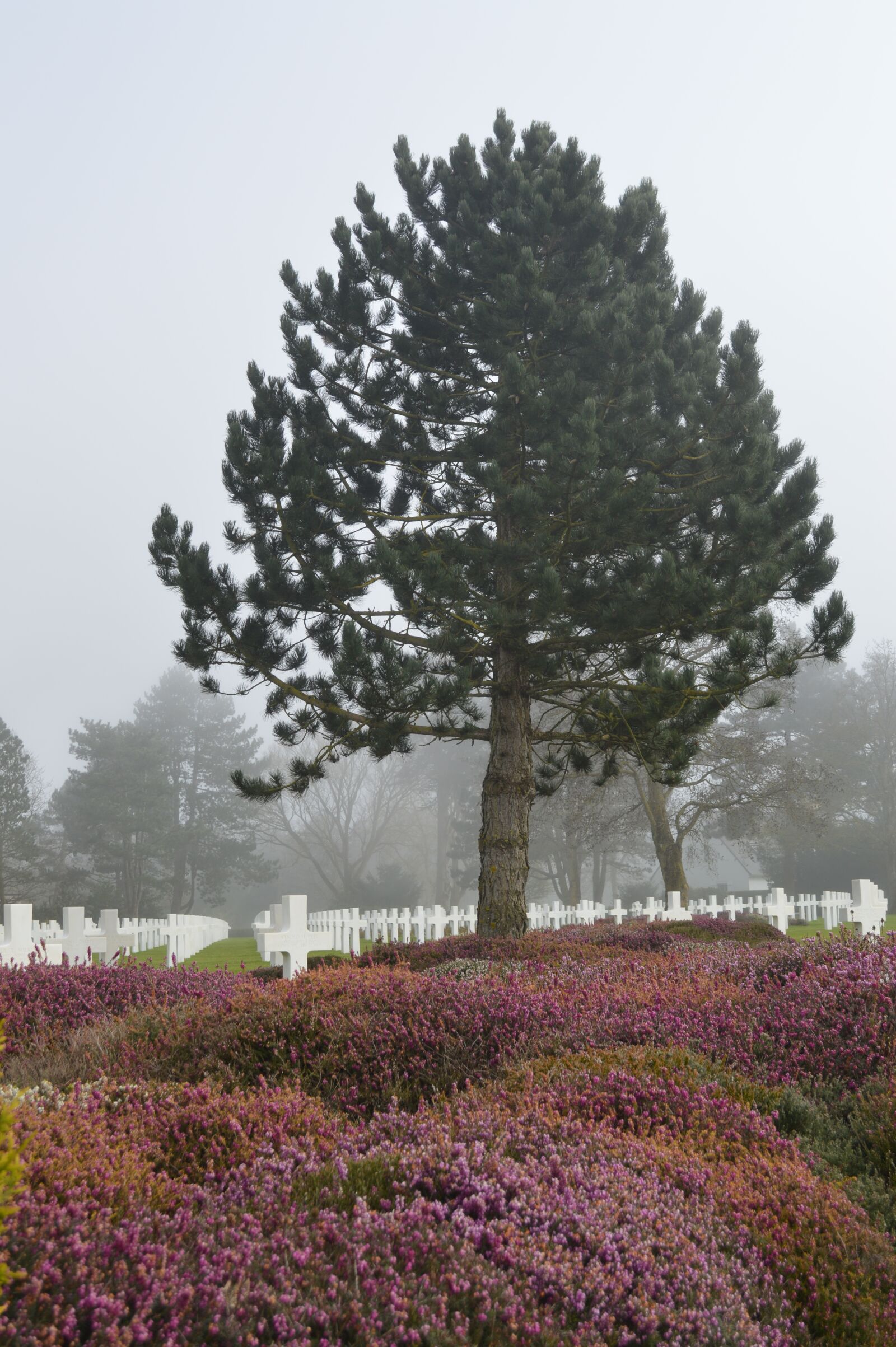 Nikon D3200 sample photo. Tree, cemetery, american photography