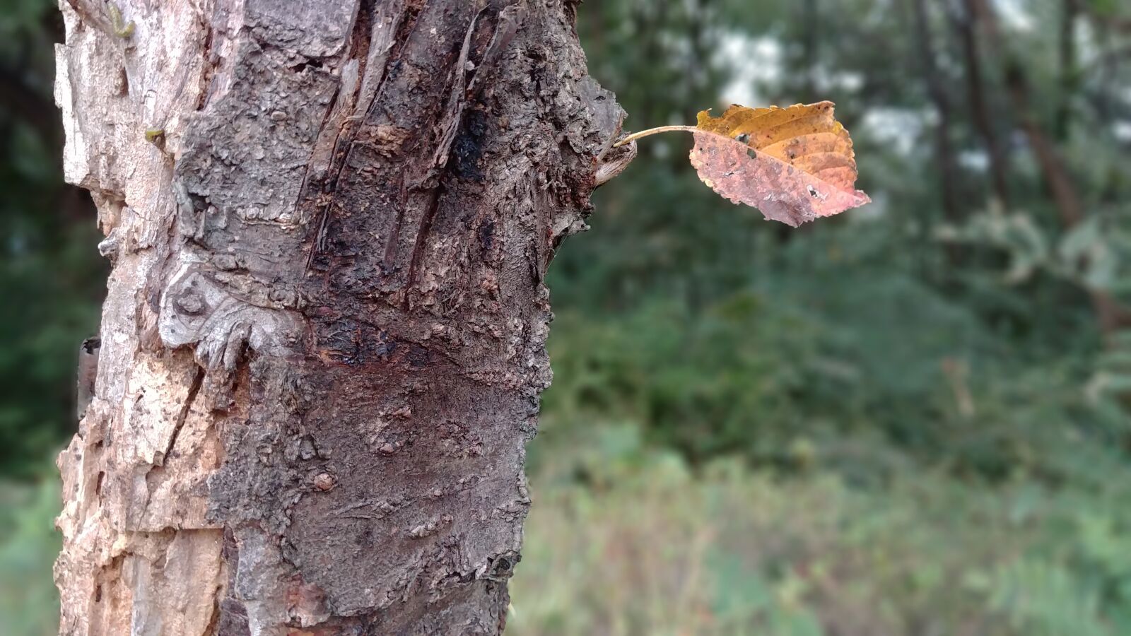 LG G6 sample photo. Leaves, and thu, autumn photography