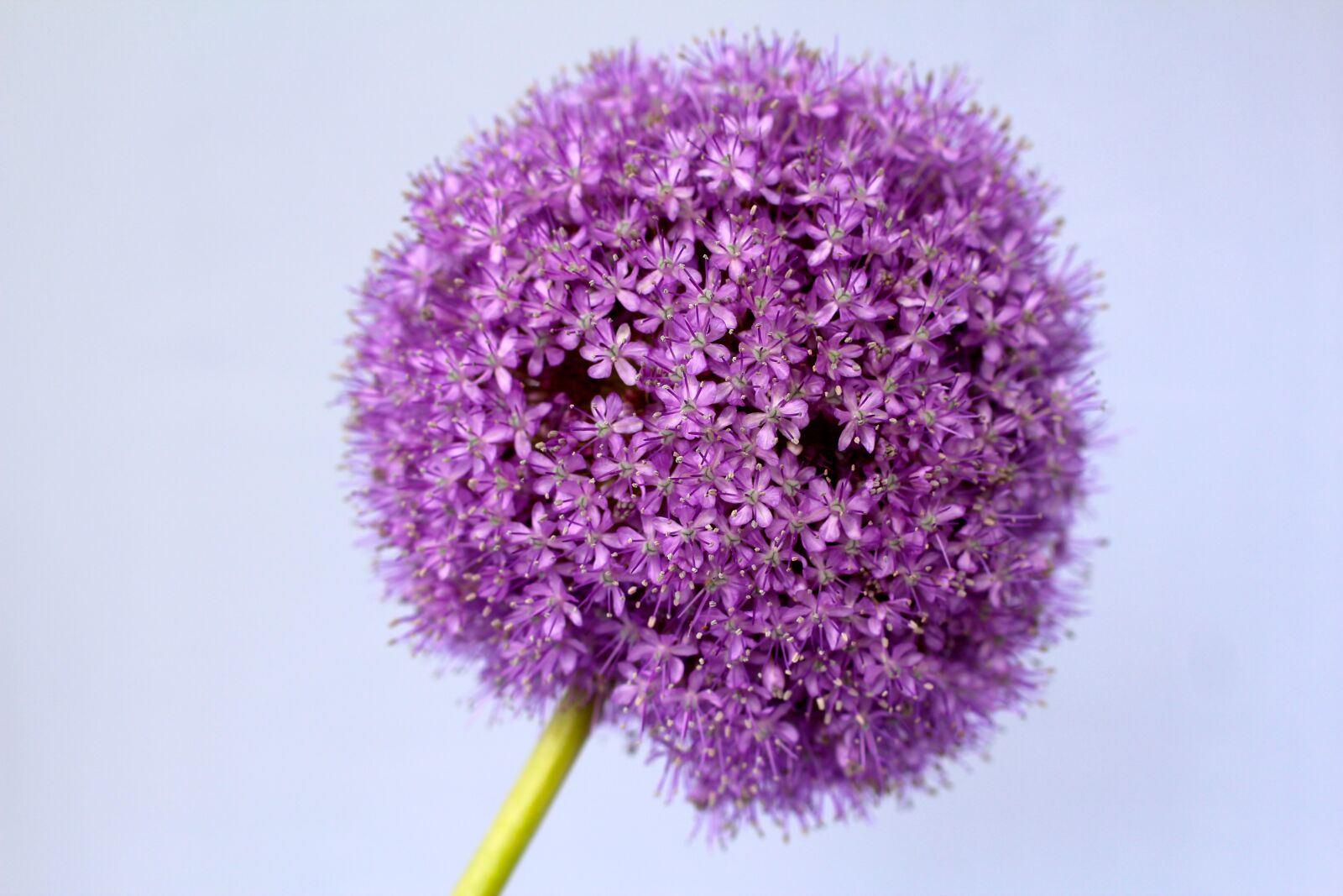 Canon EOS 600D (Rebel EOS T3i / EOS Kiss X5) + Canon EF 50mm F1.4 USM sample photo. Allium, purple, ball photography