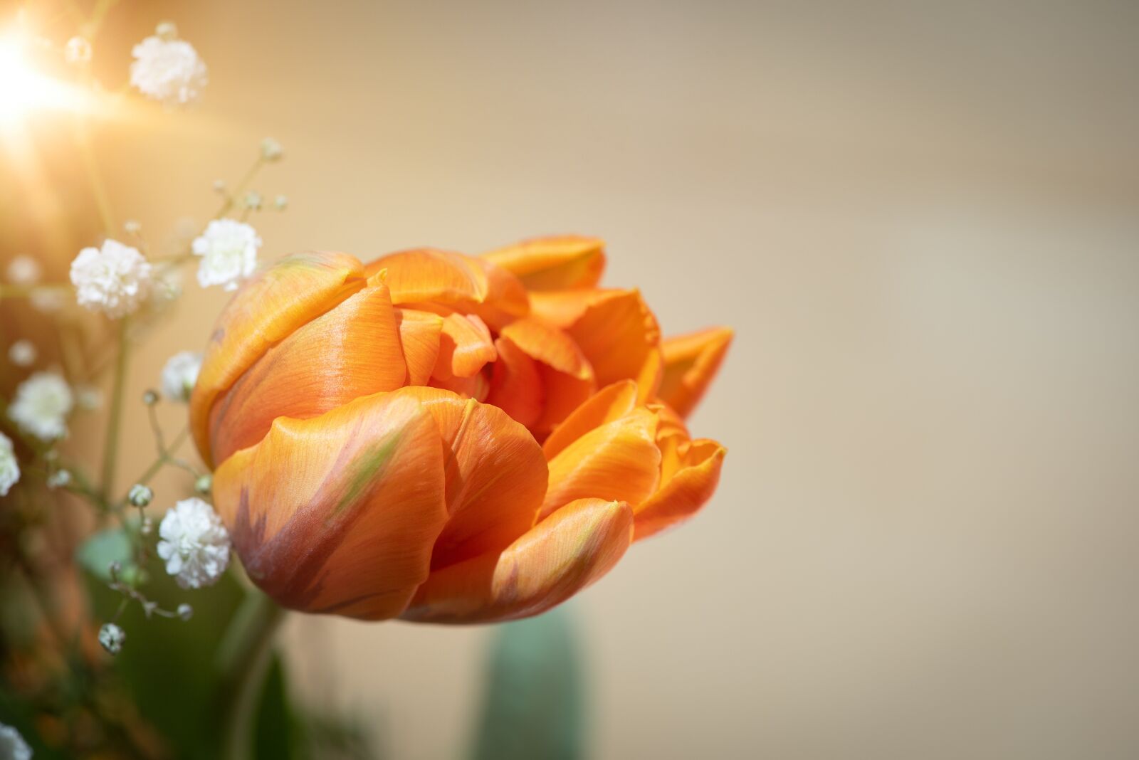 Nikon D750 sample photo. Tulip, flower, orange photography