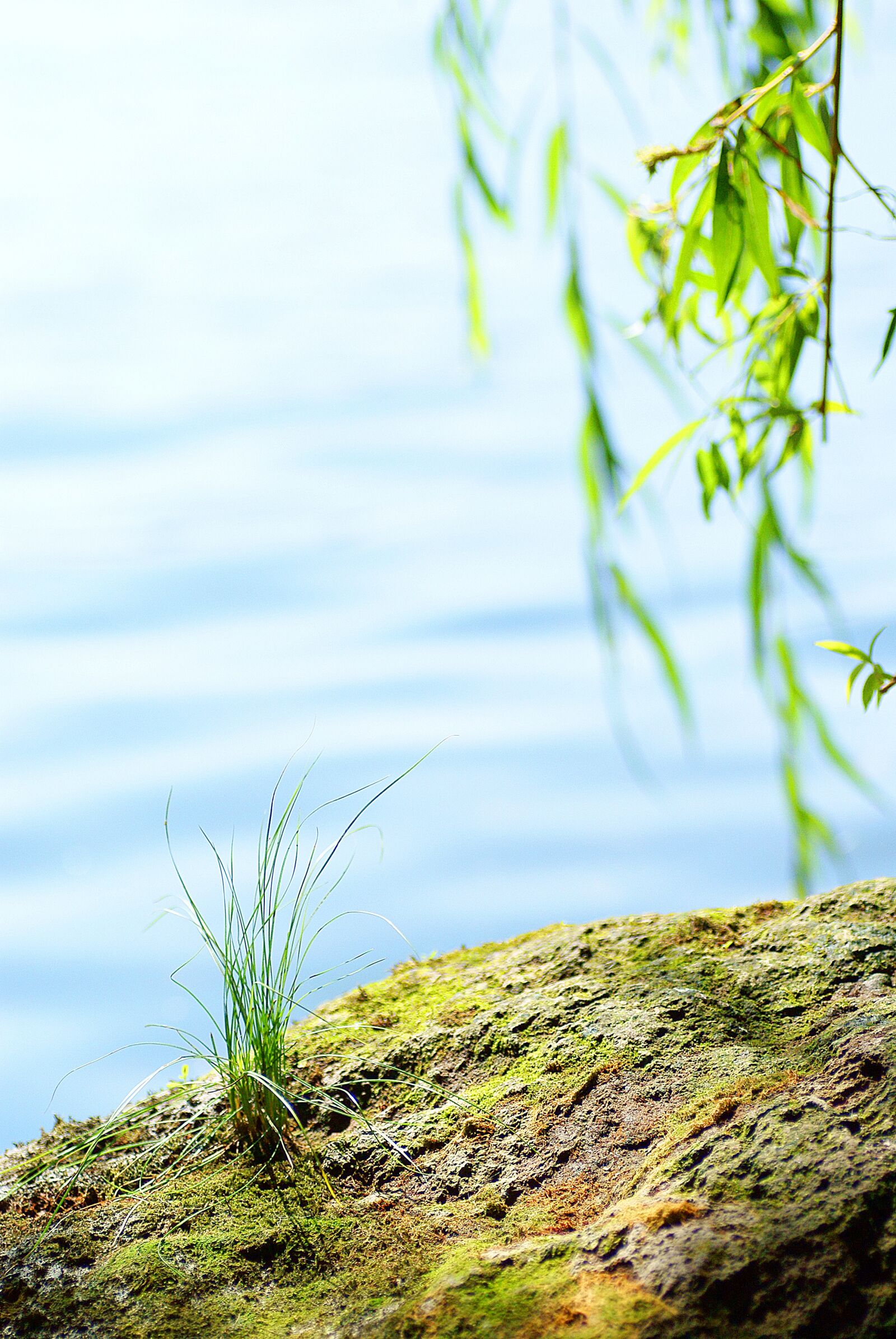 Sony Alpha DSLR-A200 sample photo. Water, beach, tree photography