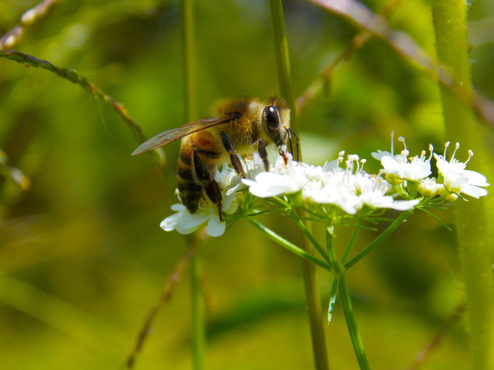 Nikon COOLPIX L320 sample photo. Bee, pollen, honey photography