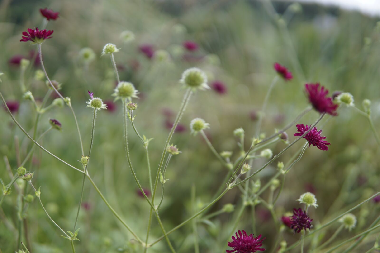 30mm F1.4 DC DN | Contemporary 016 sample photo. Wild flowers, purple, eggplant photography