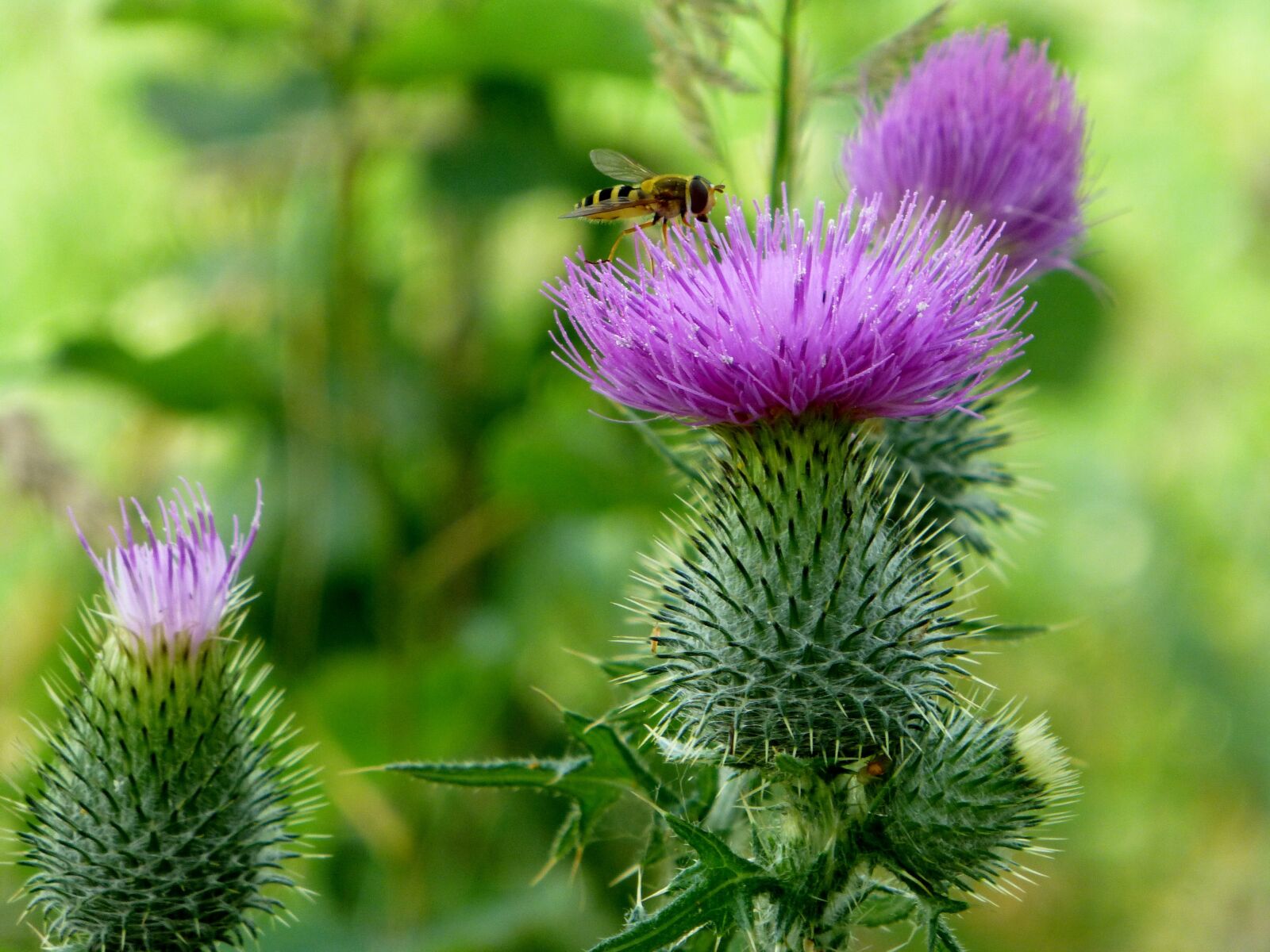 Panasonic DMC-TZ31 sample photo. Flower, thistle, bee photography