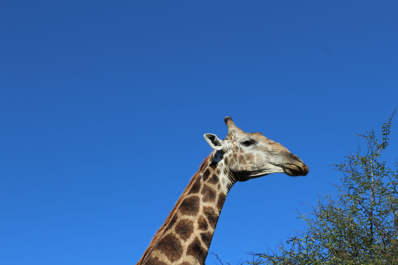 Canon EOS 1300D (EOS Rebel T6 / EOS Kiss X80) sample photo. Safari, giraffe, neck photography
