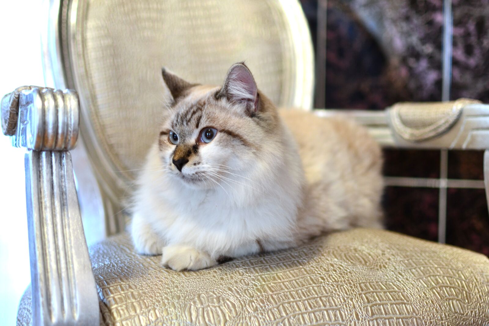 Nikon D3100 sample photo. Cat, animal, chair photography
