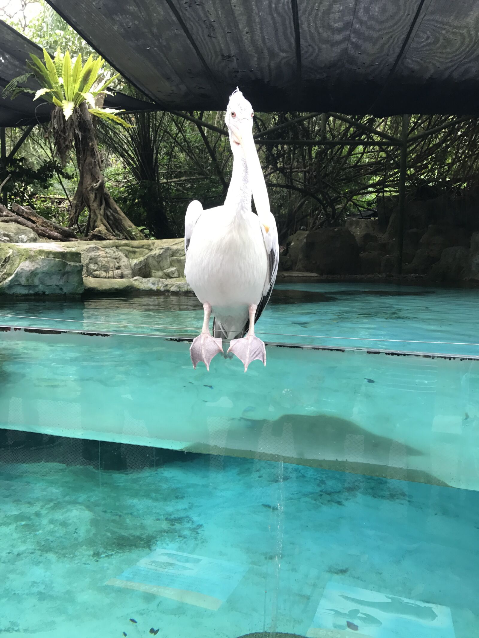 iPhone 7 back camera 3.99mm f/1.8 sample photo. Sea, bird photography