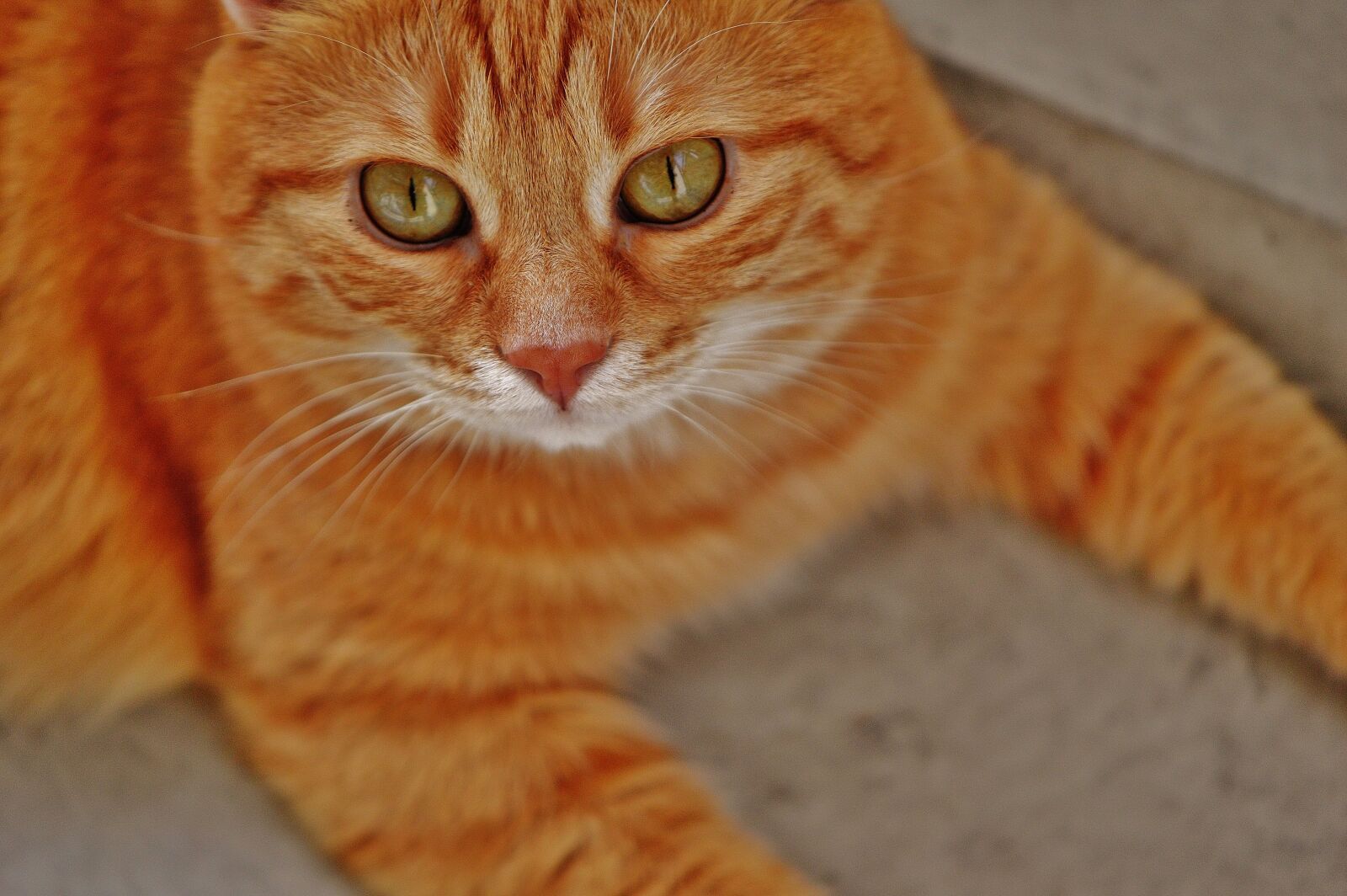Nikon D3200 sample photo. Cat, red, cute photography