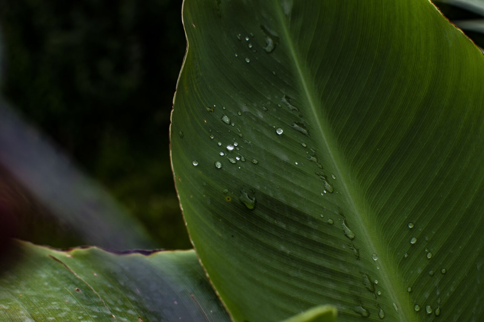 Nikon D600 sample photo. Leaf, plant, natural photography