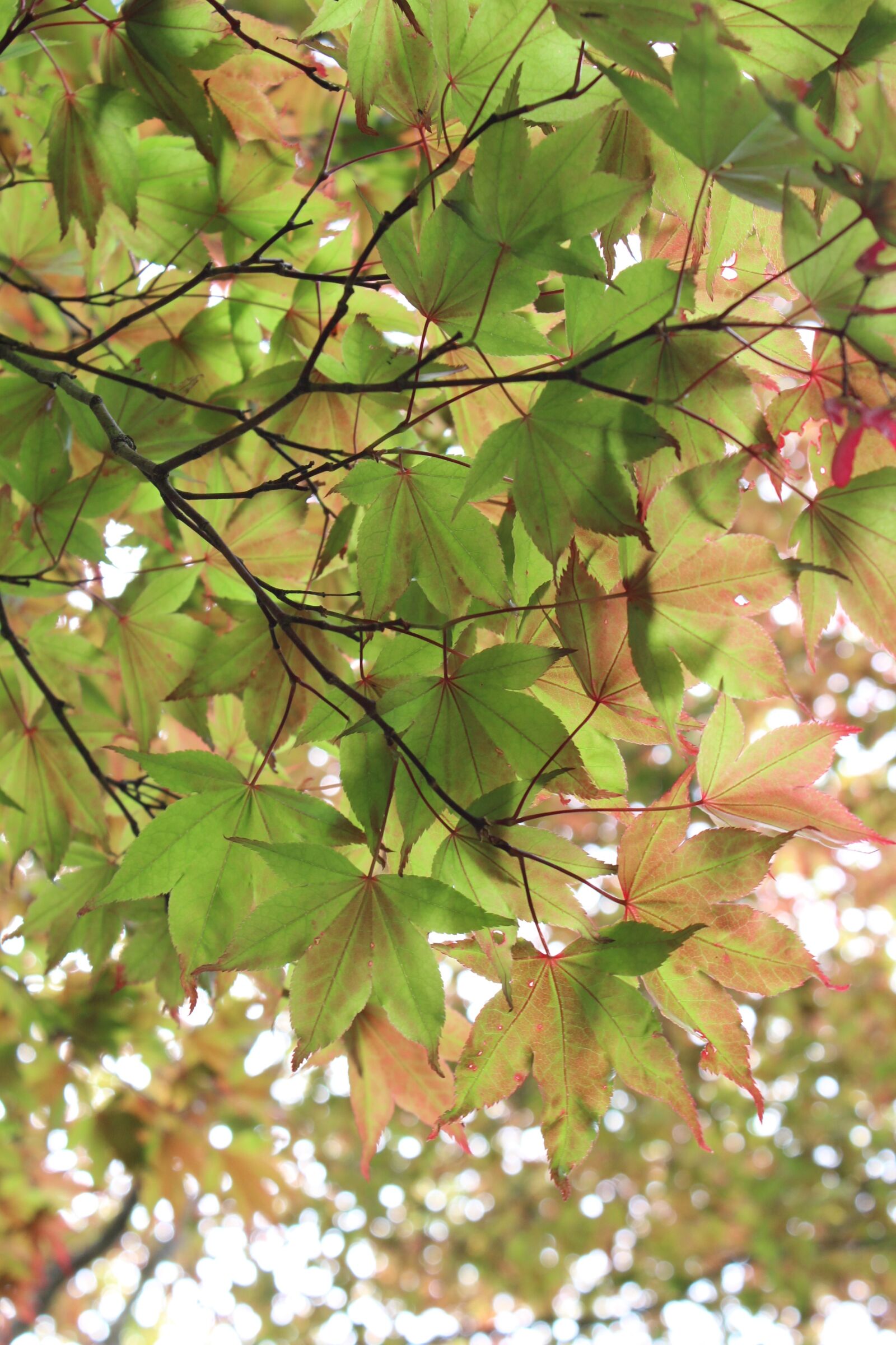 Canon EOS 600D (Rebel EOS T3i / EOS Kiss X5) sample photo. Leaves, tree, green photography