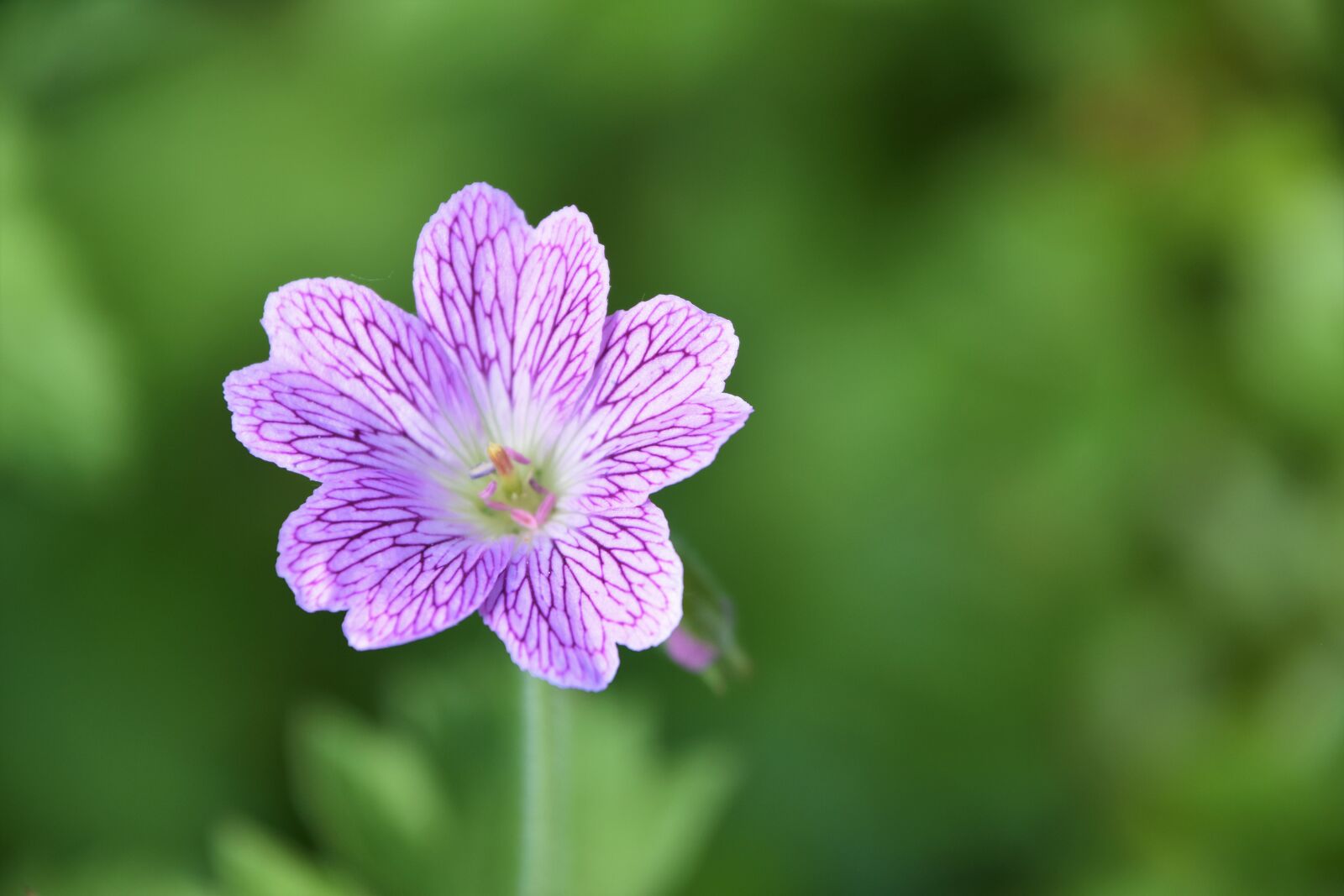 Nikon D5600 sample photo. Geranium, nature, summer photography