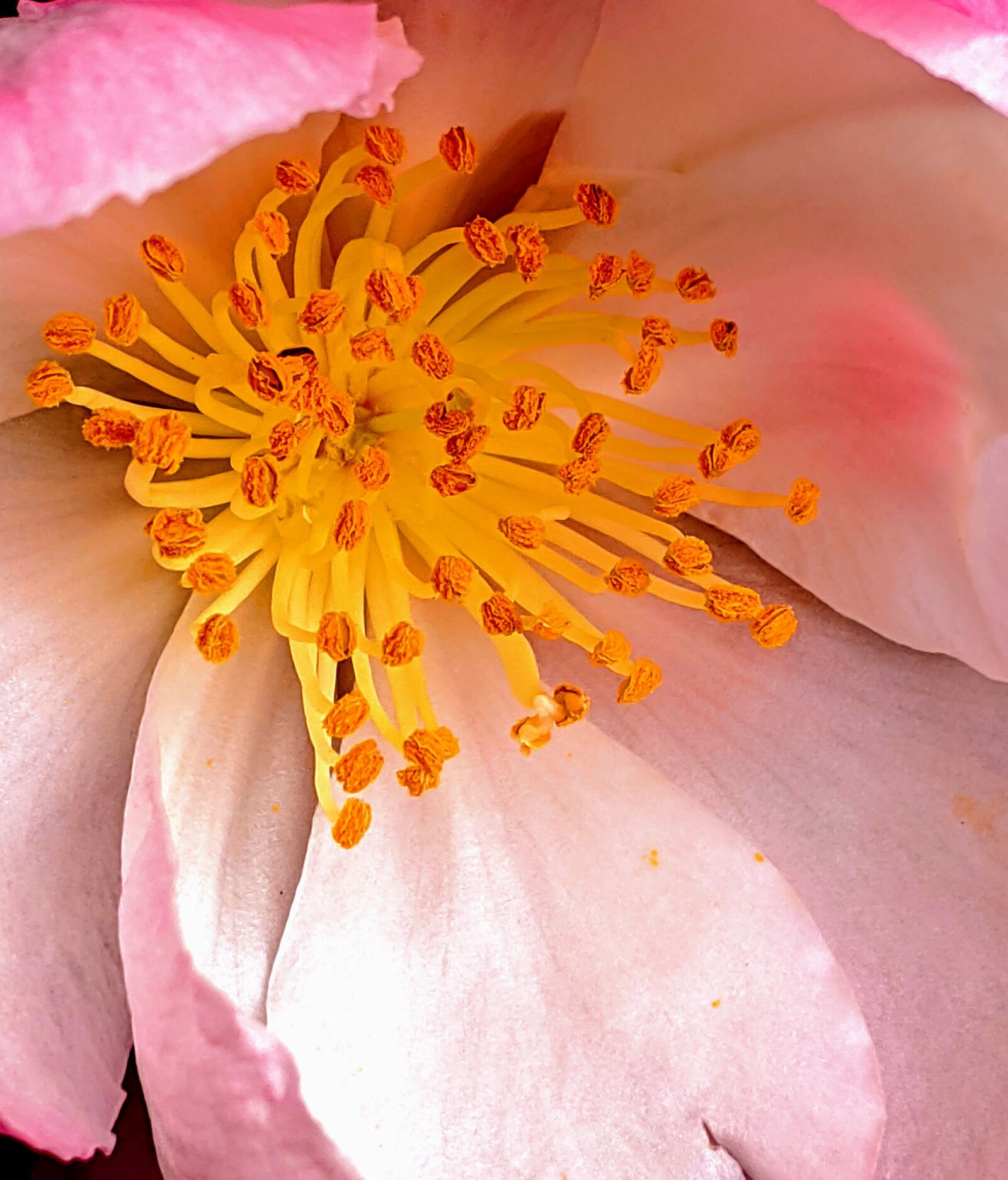 Google Pixel 3 XL sample photo. Camellia flower, camellia, pink photography