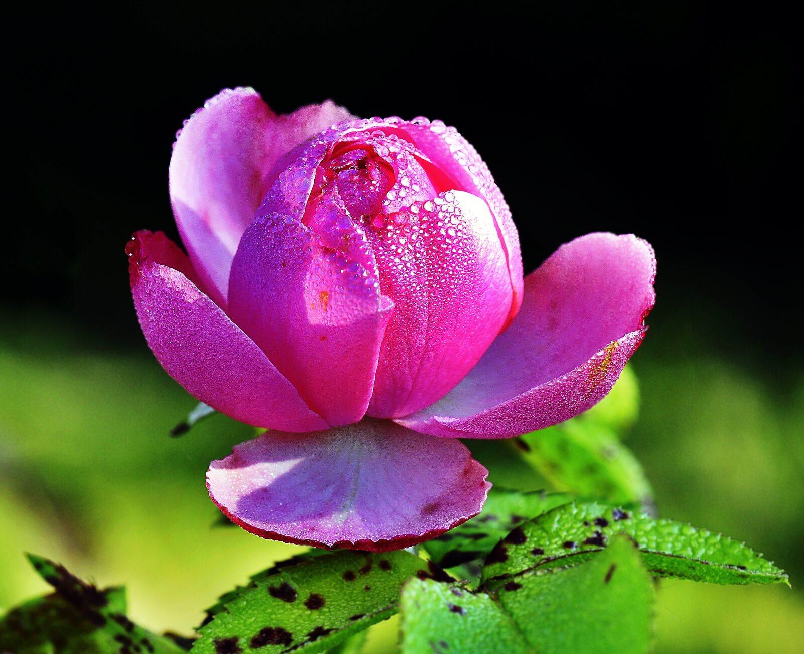 Nikon D90 sample photo. Rose, flower, rosa photography