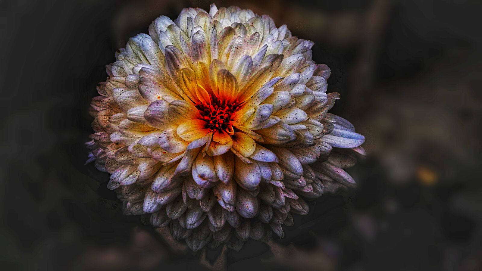 Xiaomi Redmi 4A sample photo. Nature, flora, flower photography
