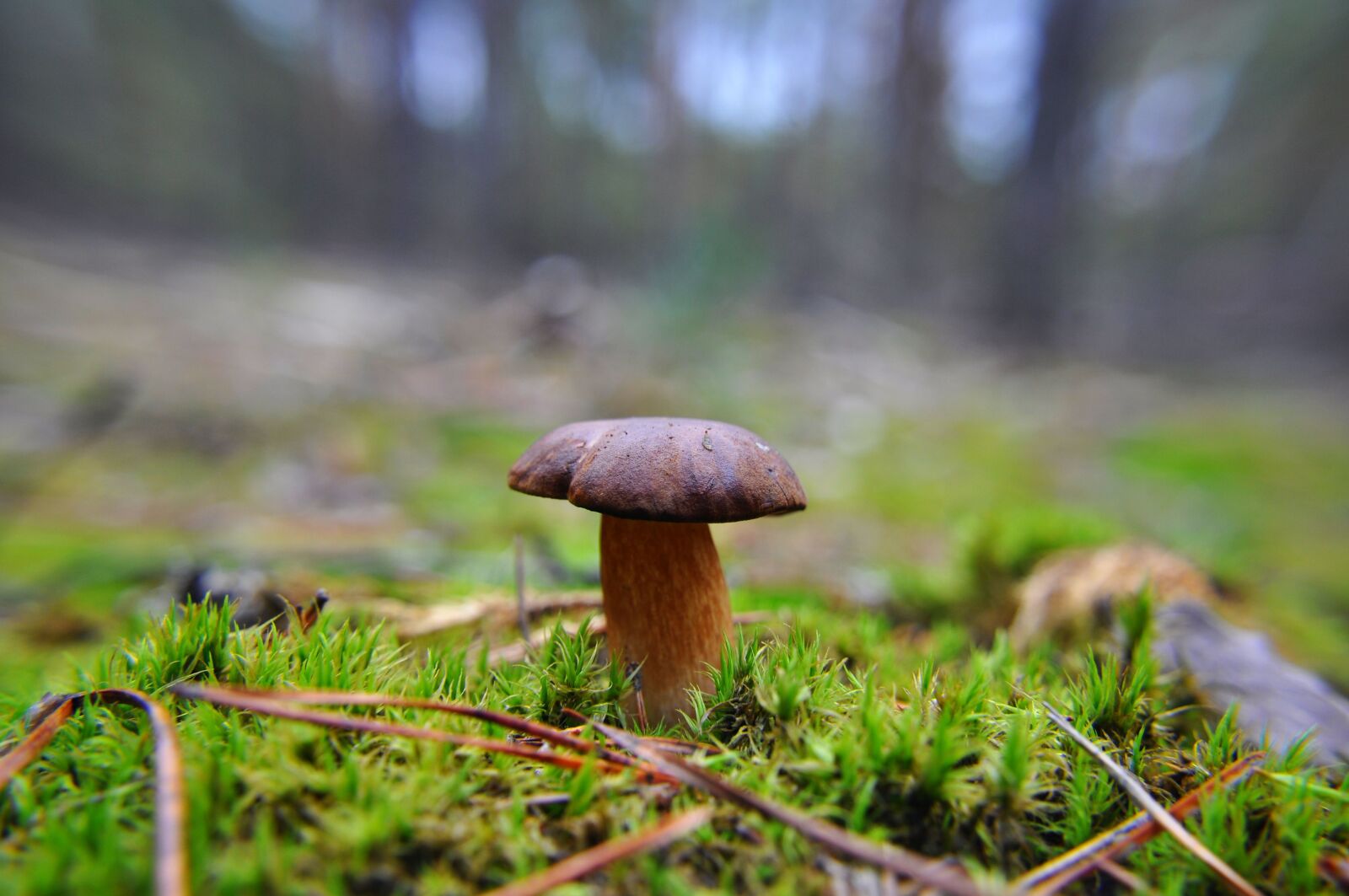 Nikon D5000 sample photo. Mushroom, mushrooms, forest photography