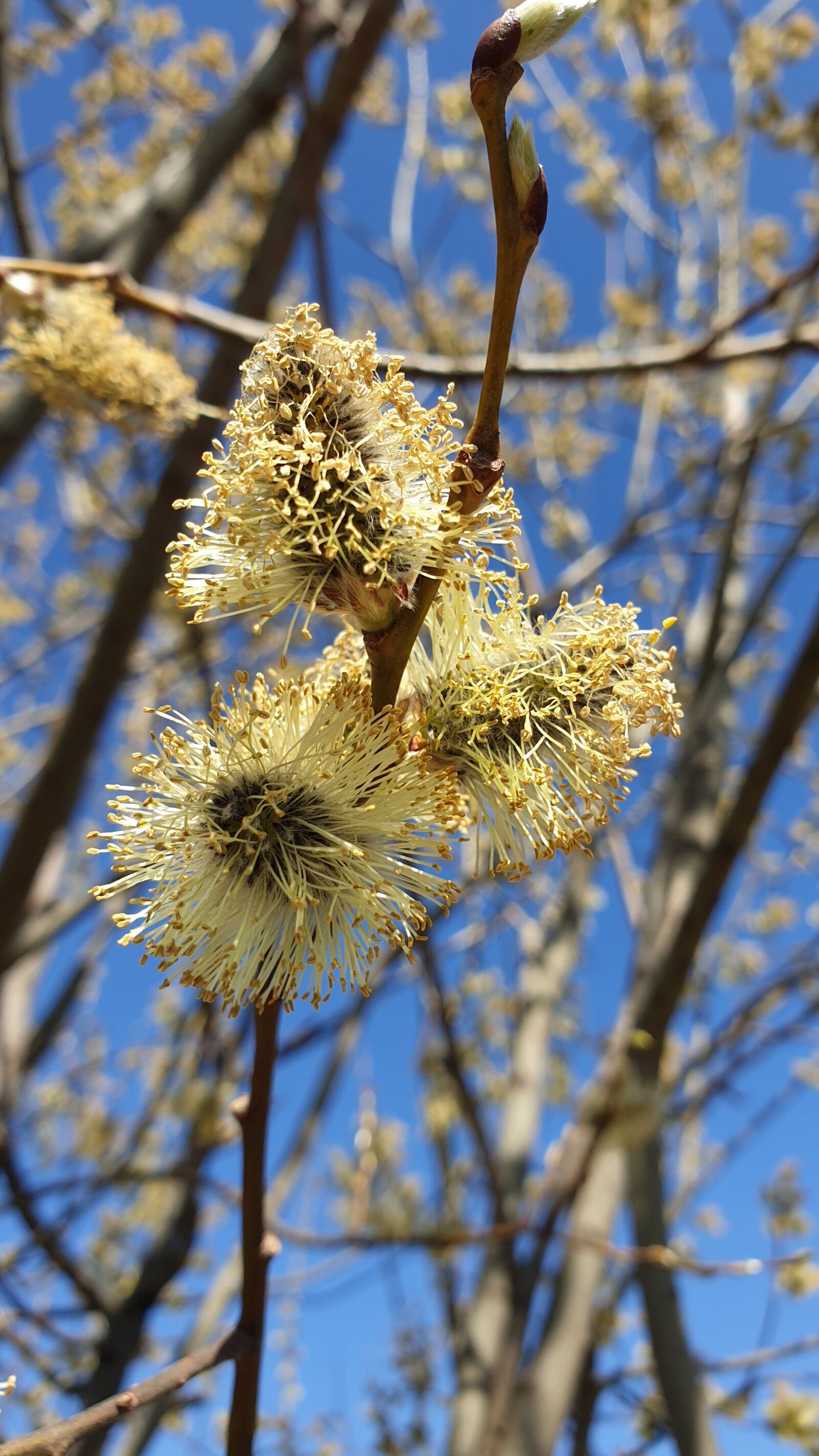 Samsung Galaxy Note9 sample photo. Willow, branch, blooming photography