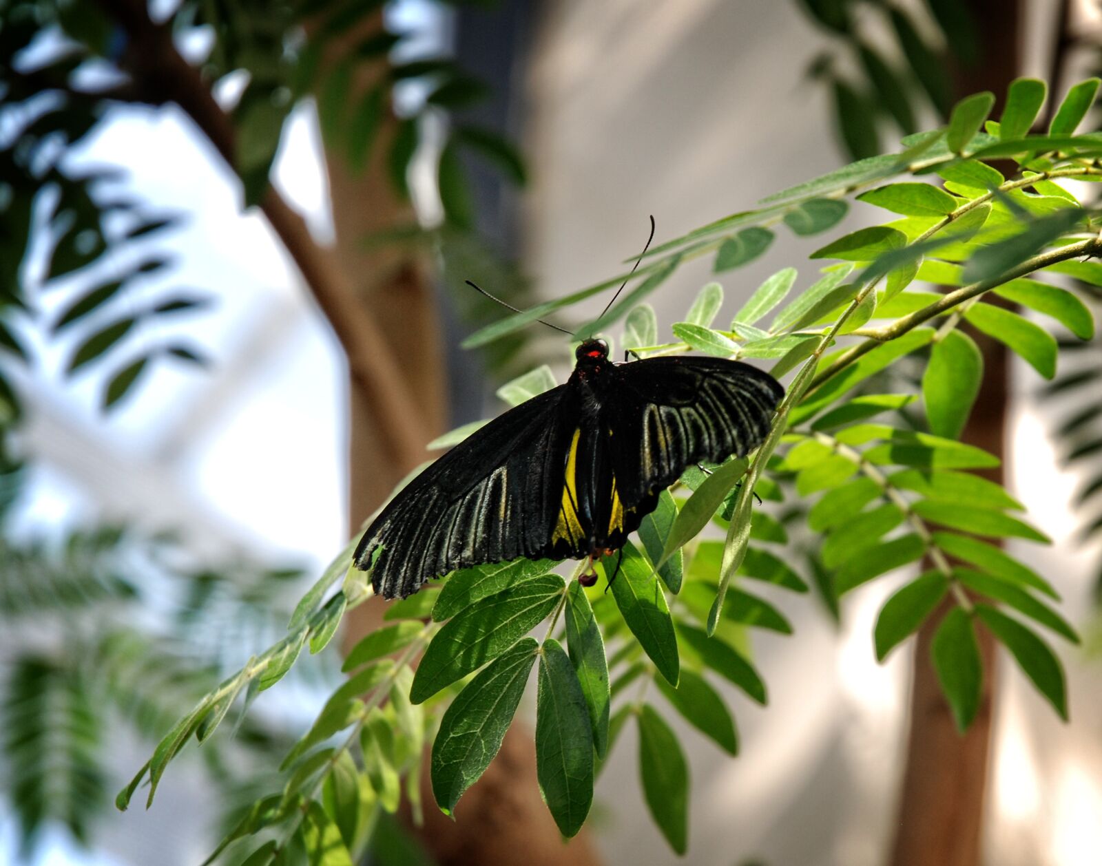 Nikon D80 sample photo. Butterfly, troides, rhadamantus photography