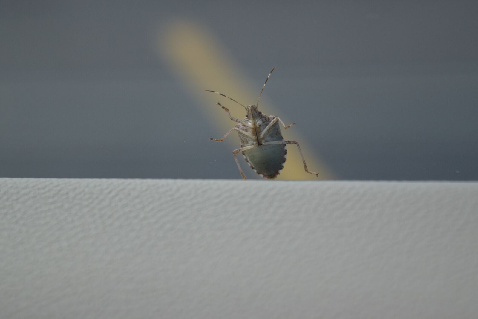 Nikon D5300 sample photo. Bug, car, beetle photography