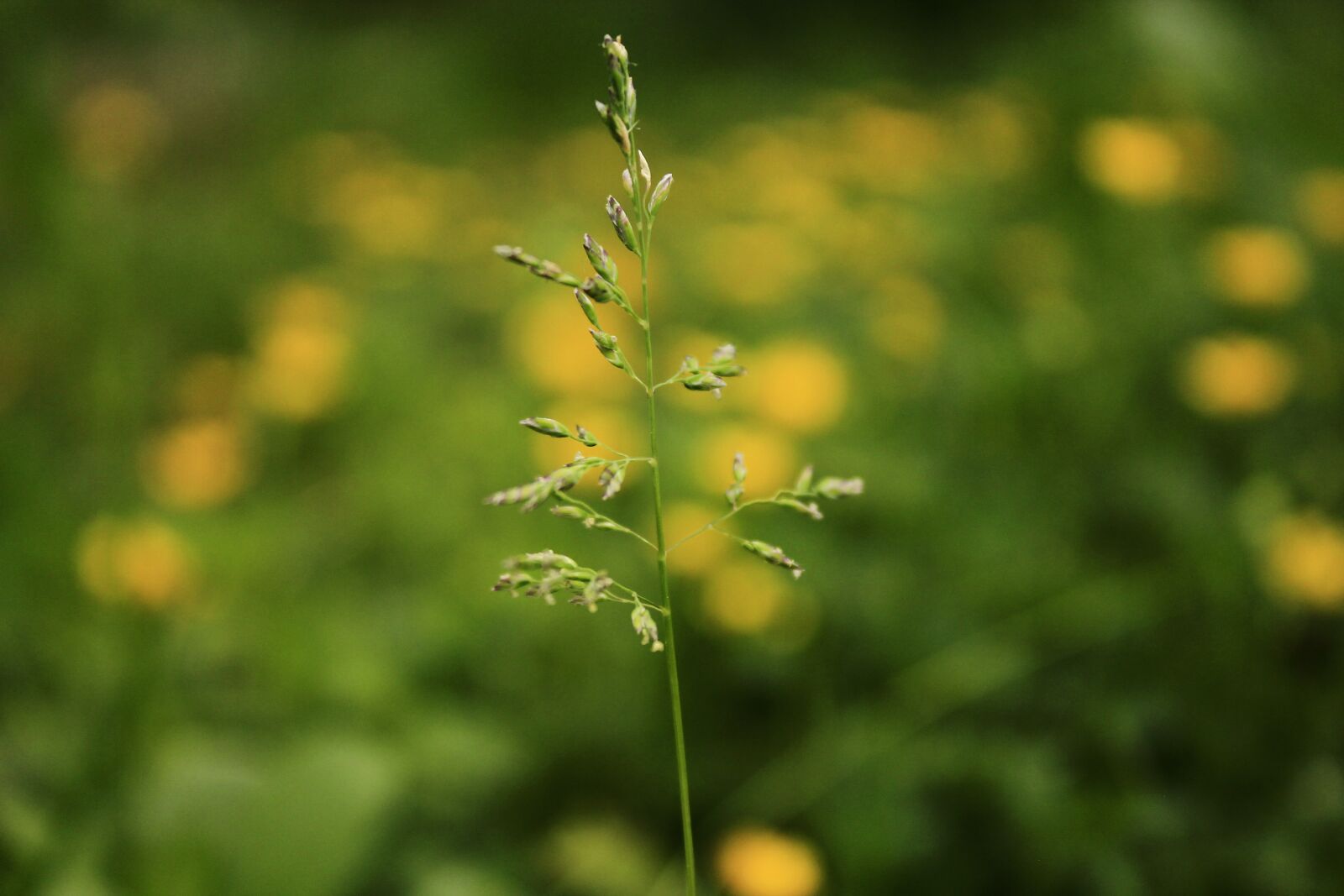 Canon EOS 1100D (EOS Rebel T3 / EOS Kiss X50) sample photo. Macro, greens, yellow photography