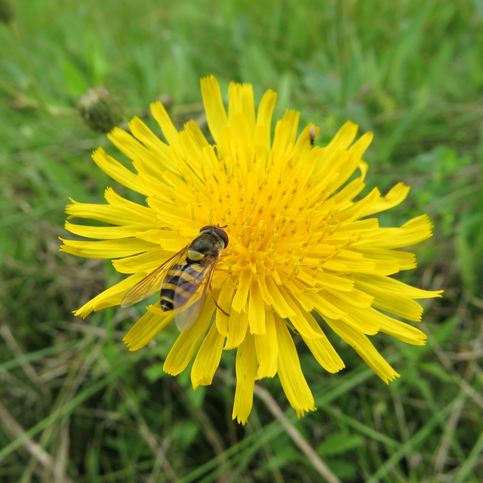 Canon PowerShot SX50 HS sample photo. Hoverfly, fly, yellow photography