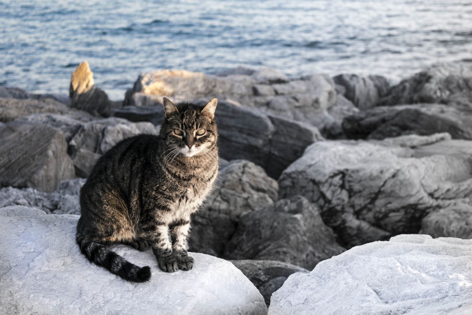 Nikon D5300 sample photo. Cat, look, pet photography