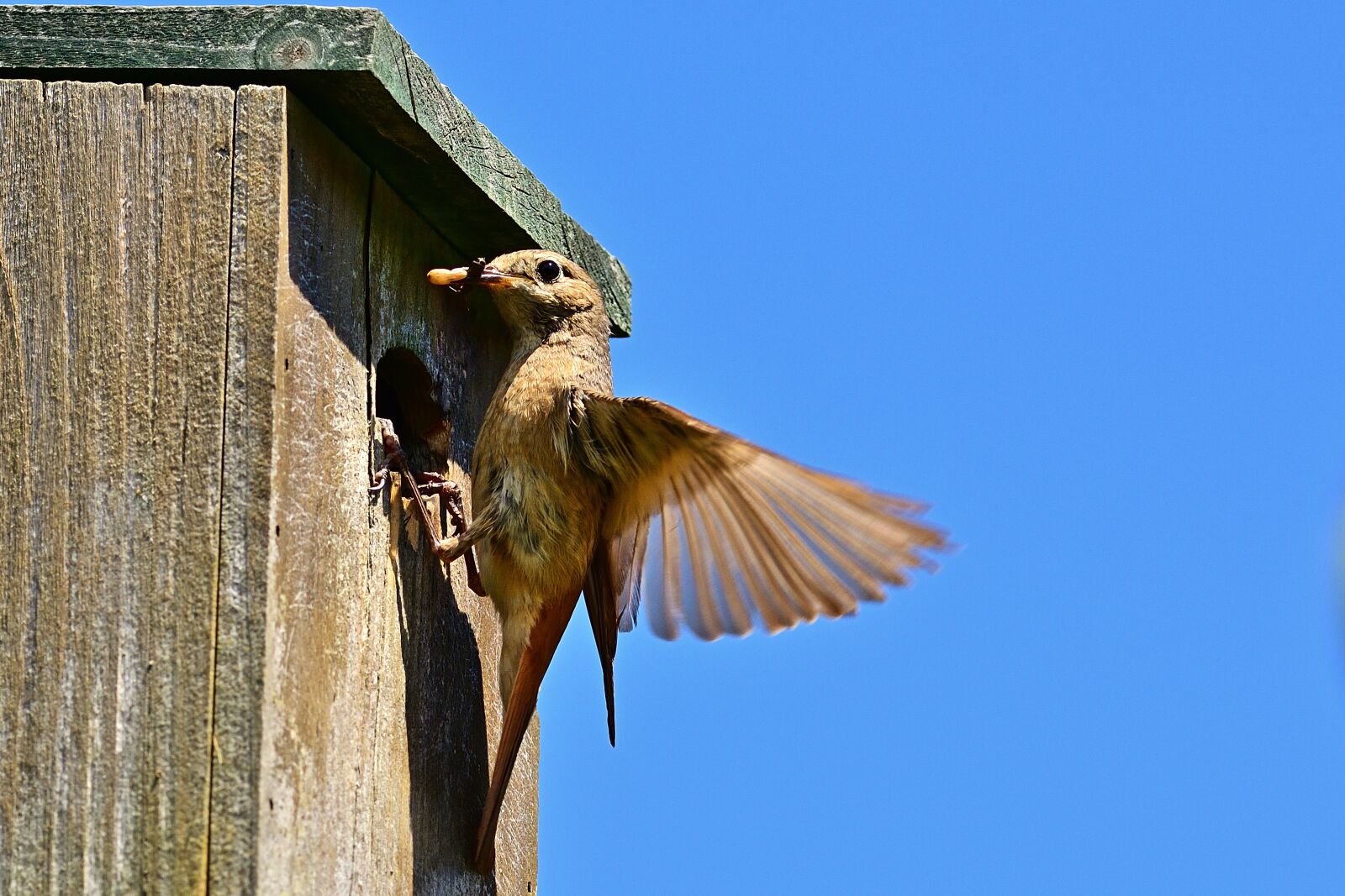 Nikon D5200 sample photo. Animal world, common redstart photography