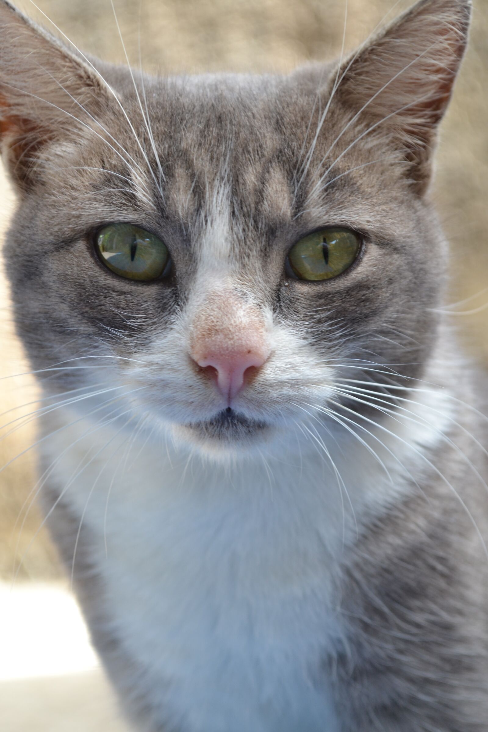 Nikon D3100 sample photo. Cat, feline, animal photography