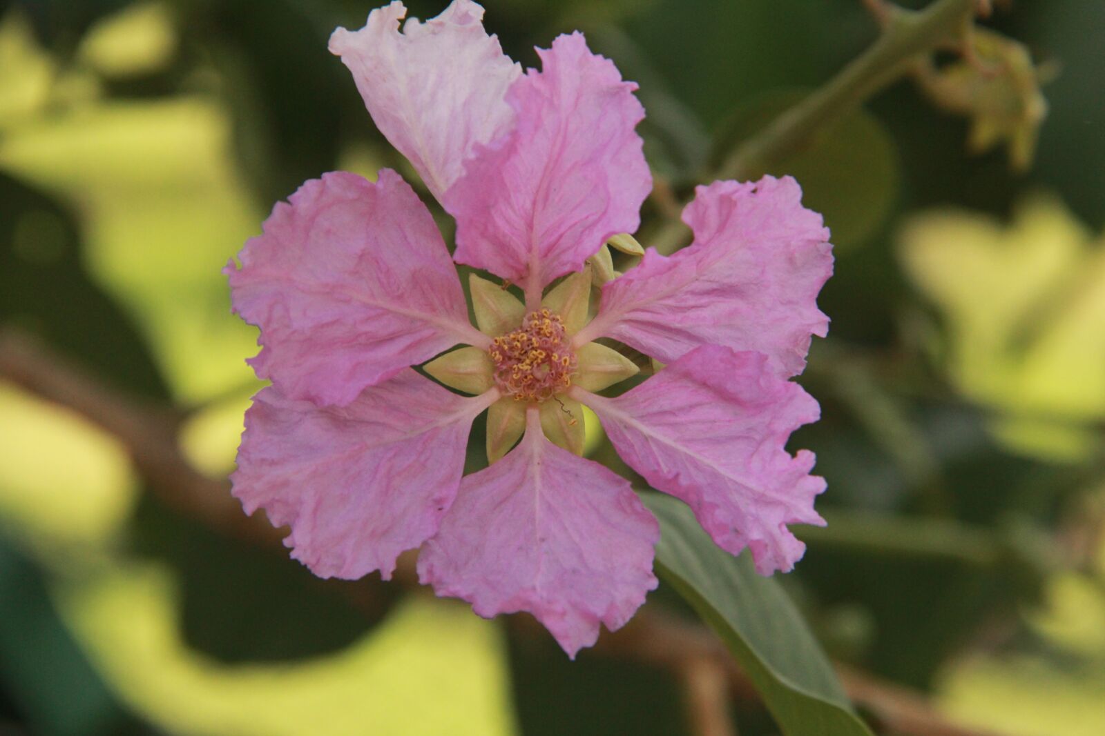 Canon EF-S 18-135mm F3.5-5.6 IS sample photo. Flower, pink, green photography