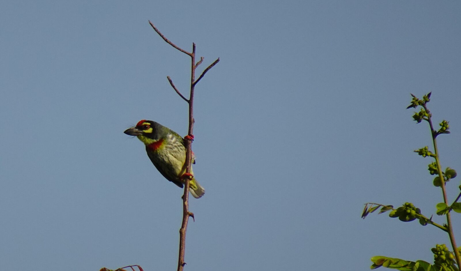 Sony DSC-WX800 sample photo. Bird, barbet, coppersmith photography