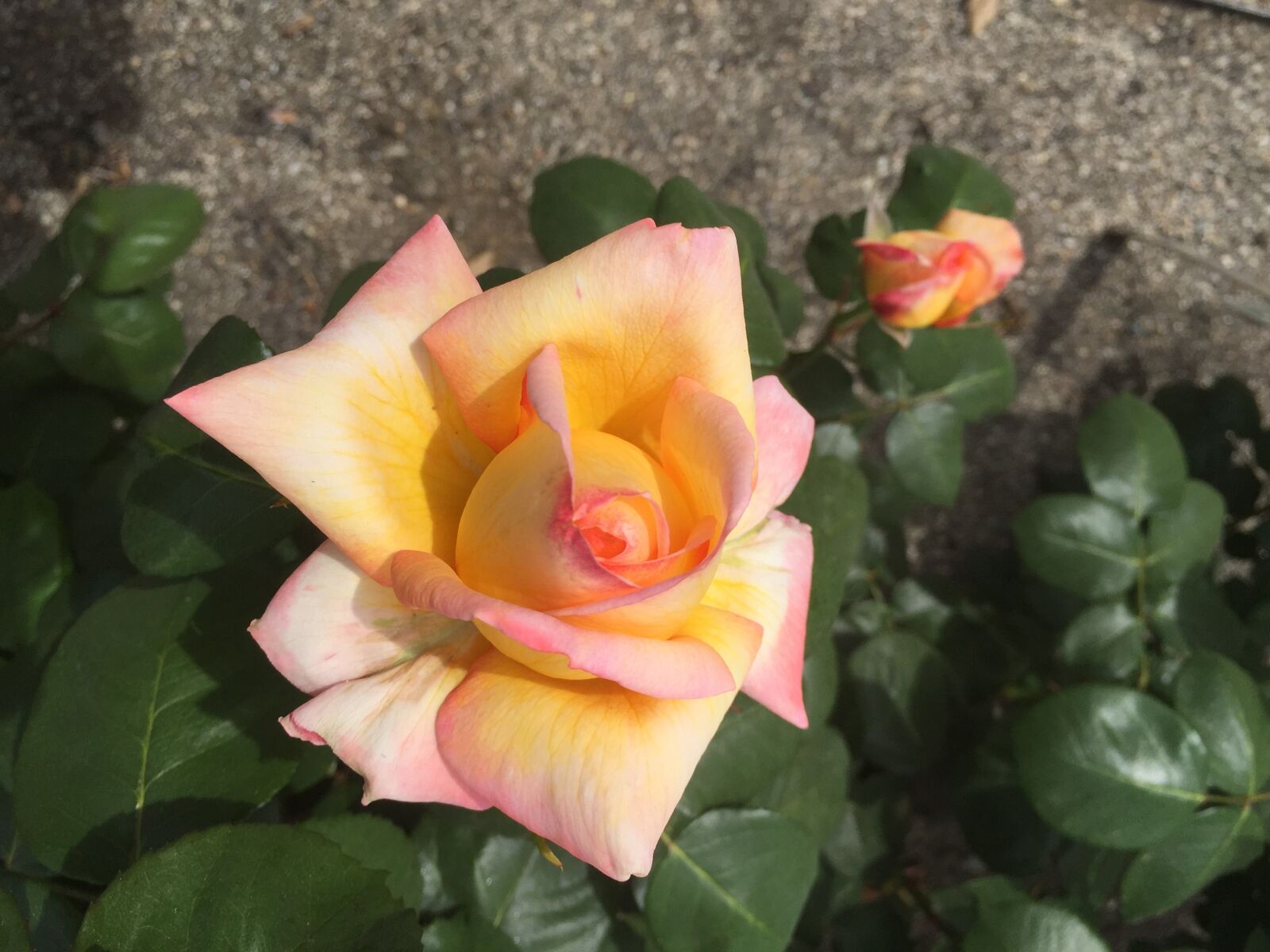 iPhone 6 Plus back camera 4.15mm f/2.2 sample photo. Rose, flower, blossom photography