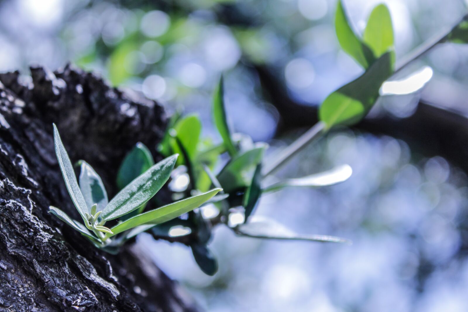 Canon EOS 1300D (EOS Rebel T6 / EOS Kiss X80) sample photo. Olivo, olive tree, green photography