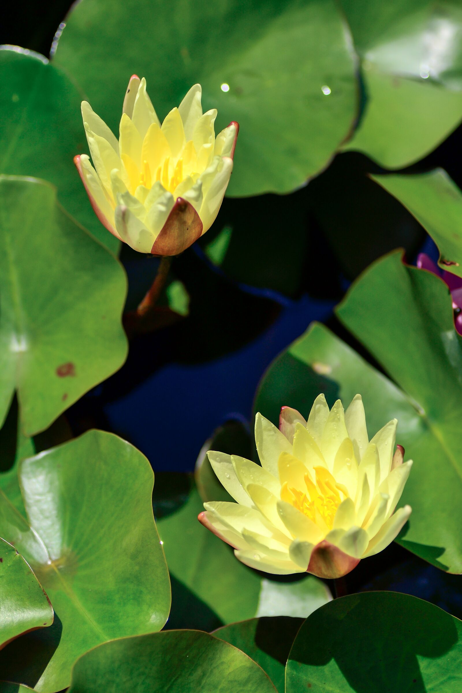 Nikon D3100 sample photo. Natural, plant, flowers photography