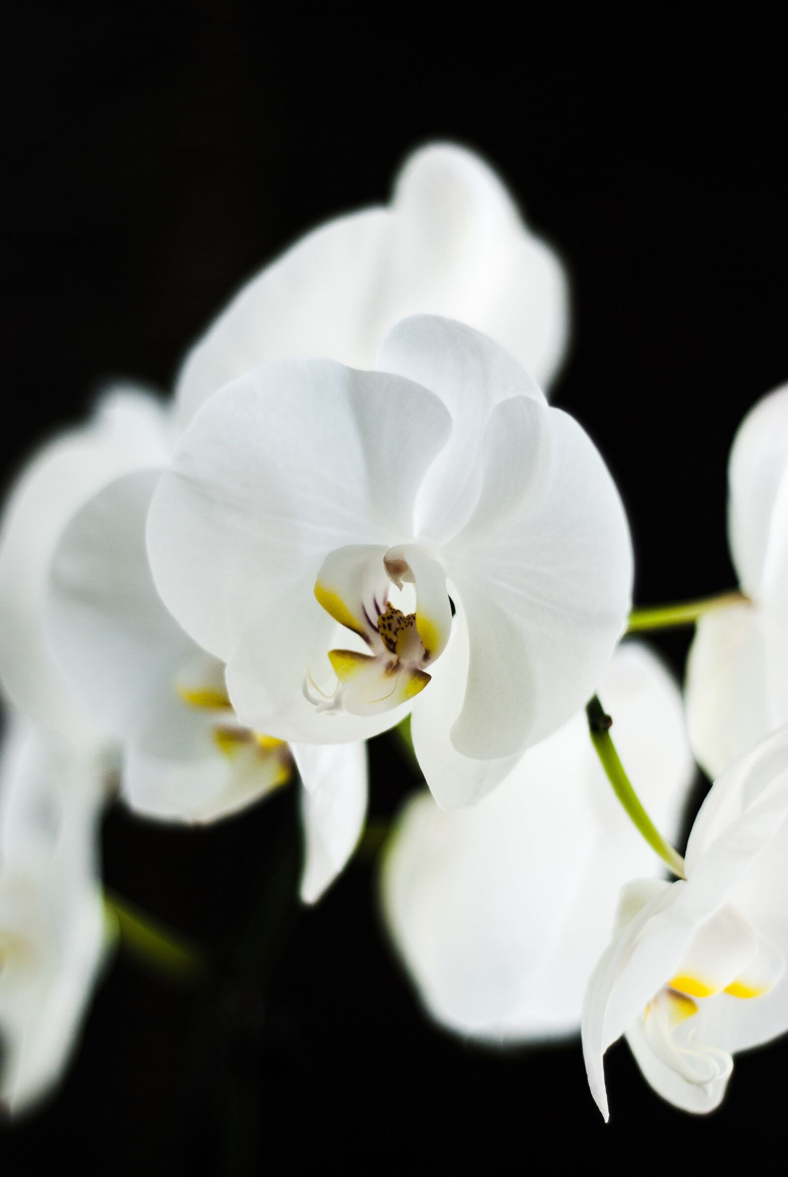 Nikon D80 sample photo. Orchid, flower, brunches photography